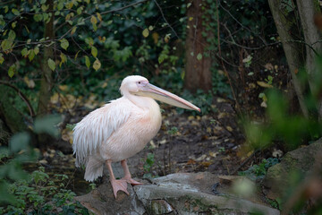Pelican pictured at Tête d'Or Park, in Lyon (Central-Eastern France) on an autumn afternoon by the pond