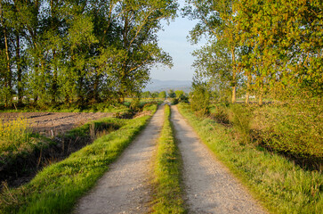 Fototapeta na wymiar rural road between cultivated fields in Spain, spring time concept