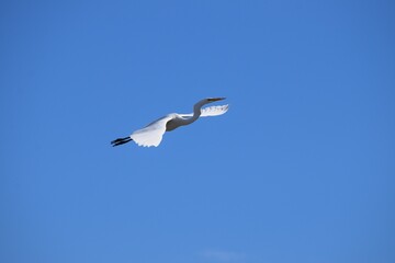 Great egret in flight, its wings outstretched, soaring through the sky