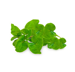 Fresh watercress isolated on white background