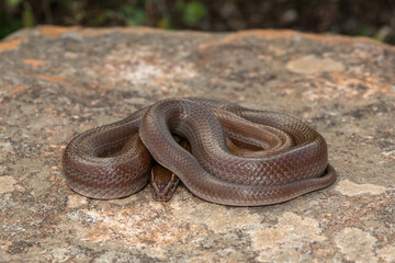 Brown house snake (Boaedon capensis)