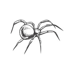Hand drawn spider, isolated on white background. Drawing sketch of the black spider. Halloween, folklore black magic attribute. Vector.