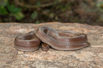 Brown house snake (Boaedon capensis)