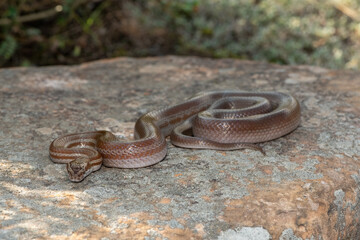 Brown house snake (Boaedon capensis)