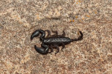 Tree Creeper (Opisthacanthus asper)	