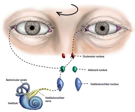 the circuit of vestibular controlling eye movement.