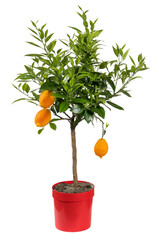 Green potted citrus red lemon plant on white background