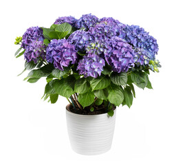 Potted purple hortensia or hydrangea flower with green leaves