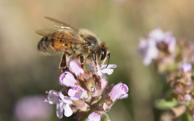 Bee on thyme flower in spring close-up