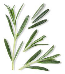 Set of rosemary sprigs on a white background. Isolated
