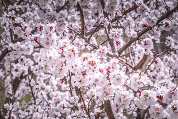 Close up Cherry blossom is northern areas of Gilgit Baltistan, also known as springtime