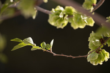 tree branch in spring with green bloom