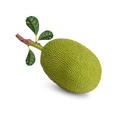 Ripe Jackfruit isolated on white background