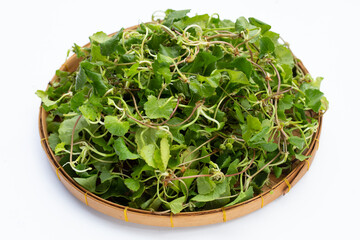 Gotu kola plant or Asiatic pennywort, Indian pennywort