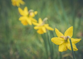 a close up of a yellow Wild daffodil with a blurred background