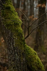 A vertical shot of a tree with moss growing on the trunk