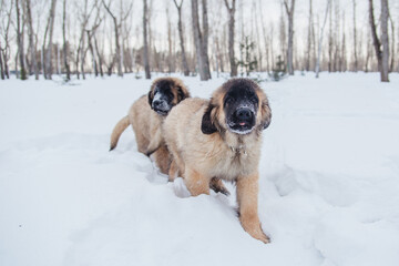 two puppies of the Leonberger breed walk in the winter in the snow in the forest.