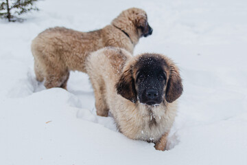 two puppies of the Leonberger breed walk in the winter in the snow in the forest.