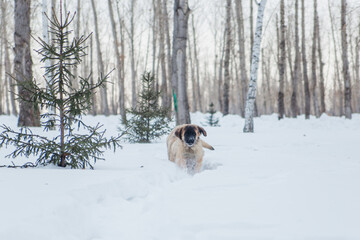 a puppy of the Leonberger breed walks in the winter in the snow in the forest.