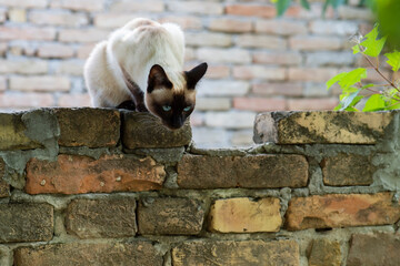 Siamese cat with blue eyes sits along the wall