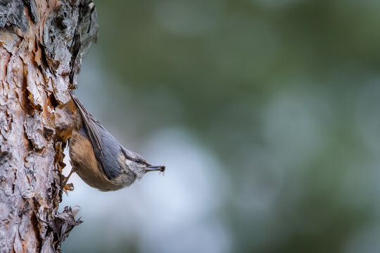 Eurasian nuthatch (Sitta europaea) finds a fly. Close-up portrait nuthatch with green background and copyspace. Nuthatch holds the fly. A small bird with blue-gray upperparts, a black eye stripe. - Powered by Adobe