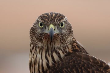 Closeup of a Northern goshawk on a blurred background