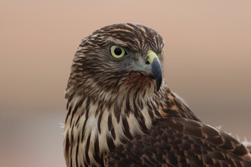 Closeup of a Northern goshawk on a blurred background