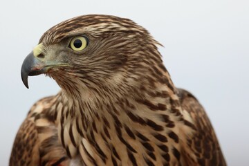 Closeup of a Northern goshawk on a blurred background