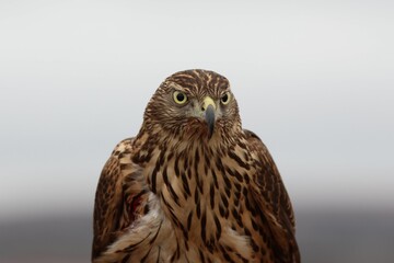 Closeup of a Northern goshawk on a blurred background