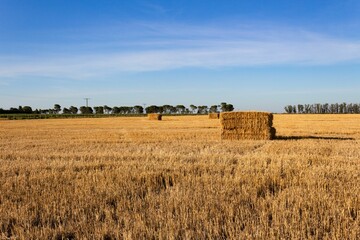 Fototapeta premium landscape of the argentinian countryside with bales of wheat