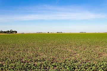 countryside landscape with wheat and soybean plantations