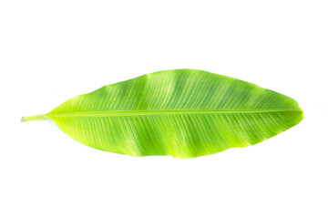 Fototapeta premium Fresh banana leaf on white background.