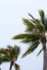 Fototapeta na wymiar Coconut palm trees with blue sky