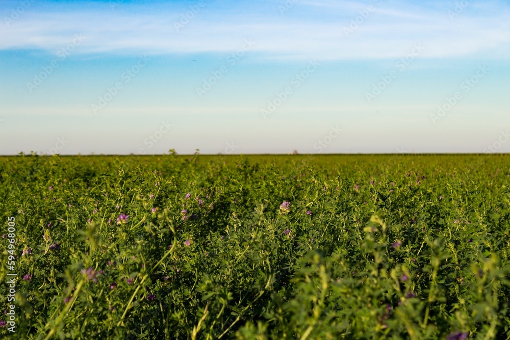 Sticker alfalfa plantation in the argentinian countryside