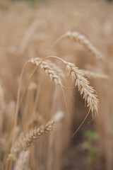 Fototapeta premium Ears of golden wheat in the field.Beautiful ears of wheat on the field