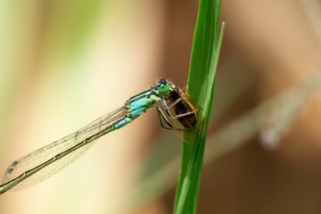 Close up shot of a blue dragonfly attacking a fly on a thin grass