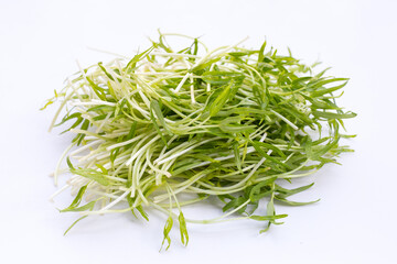 Water spinach sprouts. Organic vegetables