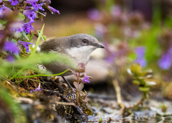 Lesser whitethroat