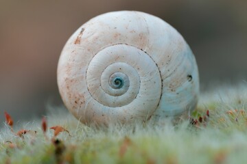 Close up of a white snail shell resting on the grass