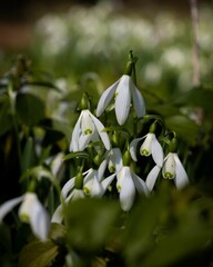 Closeup shot of beautiful white snowdrop flowers in a garden