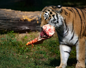 The Amur Siberian tiger eats raw meat on green grass.