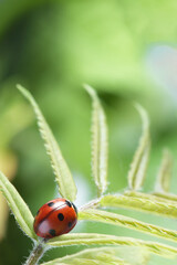 red ladybug on green leaf, ladybird creeps on stem of plant in spring in garden summer