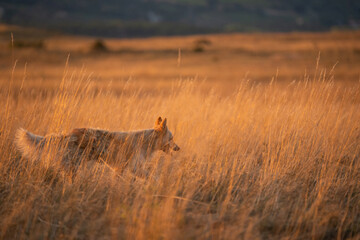 Working herding dog among yellow grass at sunset. Orange colored field. Meadow in the background.