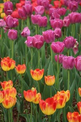 Closeup shot of a bright, colorful field of suncatcher tulips and purple tulips