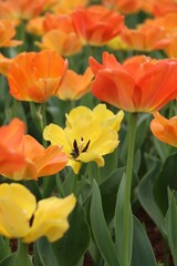 Vertical shot of a tulip suncatcher blooming in a lush field of tulips