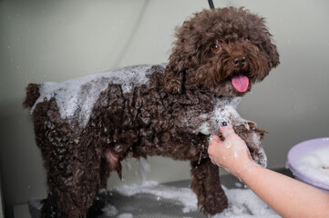 Woman shampooing brown mini poodle in grooming salon. 