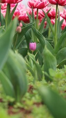 Fototapeta premium Vertical shot a short purple tulip in a blooming lush field of tall pink tulips terry