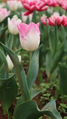 Vertical shot of pink tulips with tall pink tulips terry in the background