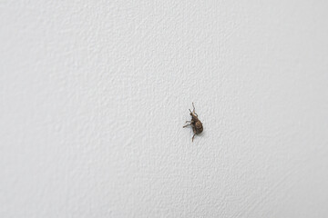 Weevil, family Curculionidae, or rove beetle. Inside the house crawls on the wall