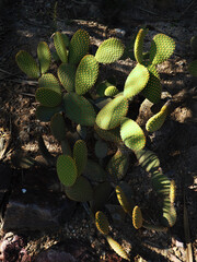 Prickly pear cactus.